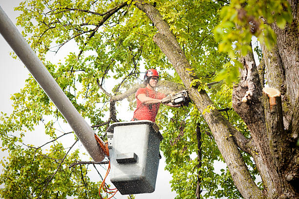 Why Choose Our Tree Removal Services in Texarkana, TX?